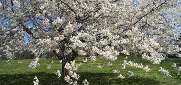 Rimedi allergie primaverili